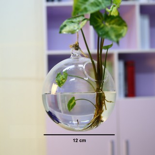 Bình thủy tinh treo trồng cây (12cm-14cm-16cm)